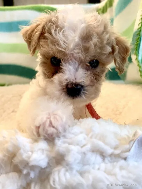 ID：2204-03395の子犬