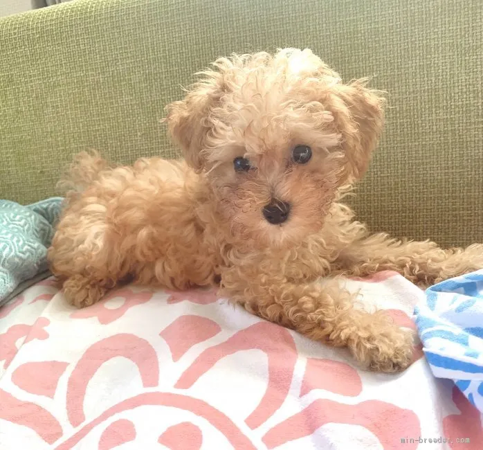 ID:2006-03279の子犬