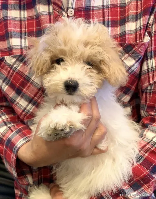 ID:2010-01982の子犬
