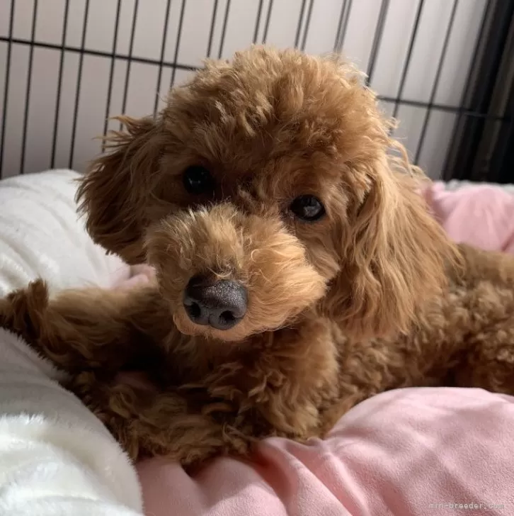 ID：2310-03592の子犬