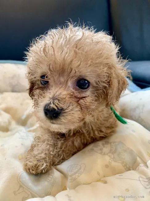 ID:1906-01222の子犬