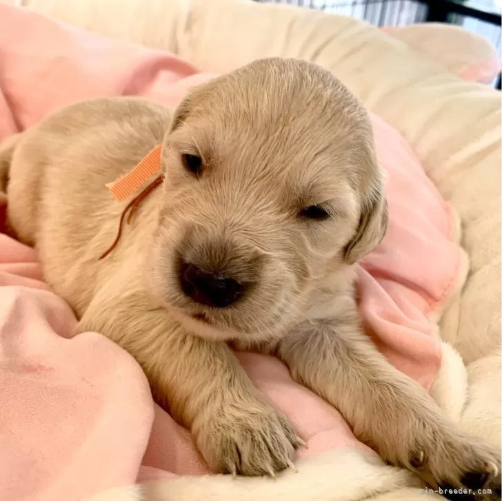 ID:2404-00224の子犬