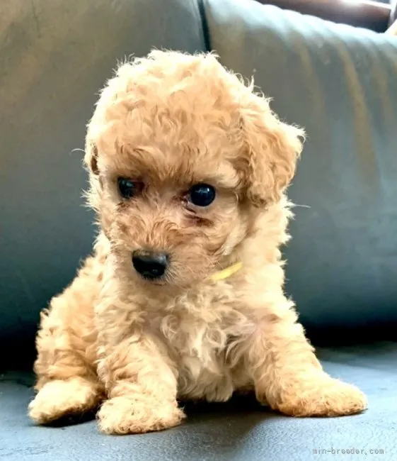 ID：2108-03423の子犬