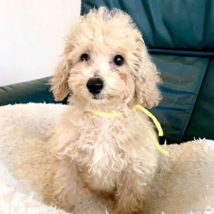 ID:2307-01912の子犬