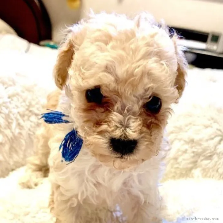 ID：2309-03980の子犬