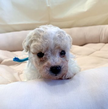 「ビショプー🐾」父プードルX母 ビションフリーゼ【東京都・男の子・2021年12月13日・クリーム系】の写真「超レア♪ふわふわモフモフのビショプーちゃん🐾」