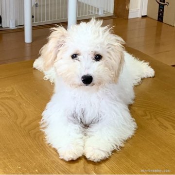 「ビショプー🐾」父プードルX母 ビションフリーゼ【東京都・男の子・2021年12月13日・クリーム系】の写真「超レア♪ふわふわモフモフのビショプーちゃん🐾」