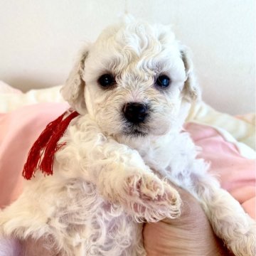 ミックス(ビションフリーゼ×ミックス)【東京都・女の子・2024年3月5日・ホワイト系】の写真「可愛いビショプー❤️🧸🐾🍀の女の子🎀」