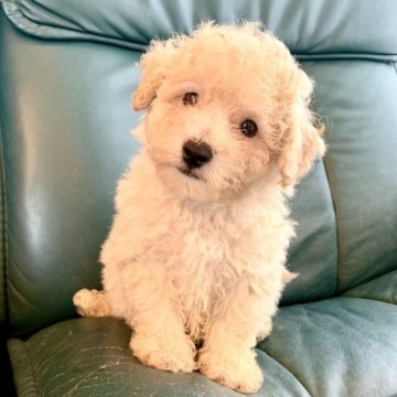 「ビショプー🐾」父プードルX母 ビションフリーゼ【東京都・男の子・2023年3月9日・クリーム系】の写真「超レア♪ふわふわモフモフのビショプーちゃん🐾」