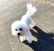 ビションフリーゼ【・女の子・2024年10月14日・ホワイト】