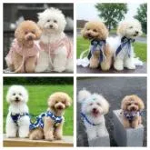 「ビショプー🐾」父プードルX母 ビションフリーゼ【東京都・女の子・2022年8月5日・クリーム系】の写真5「以前うちで産まれた女の子🎀2人🐾ホワイトの子は両親が一緒でブラウンの子はパパが一緒です✨🐾💘」