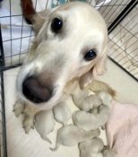 ゴールデンレトリバー【・女の子・2022年2月23日・ホワイト】