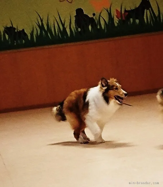 ID:1807-02672の子犬