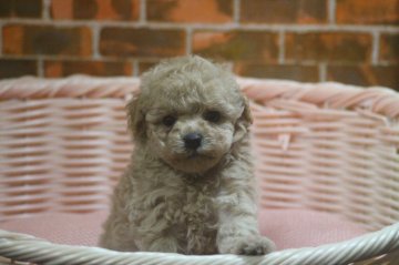 トイプードル(トイ)【和歌山県・男の子・2018年9月8日・アプリコット】の写真「タイニーサイズかな？のイケメン君」