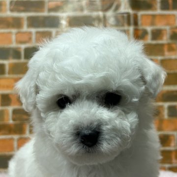 ビションフリーゼ【和歌山県・女の子・2024年11月17日・ホワイト】の写真「100%韓国系の女の子、遺伝子検査両親クリアー。」