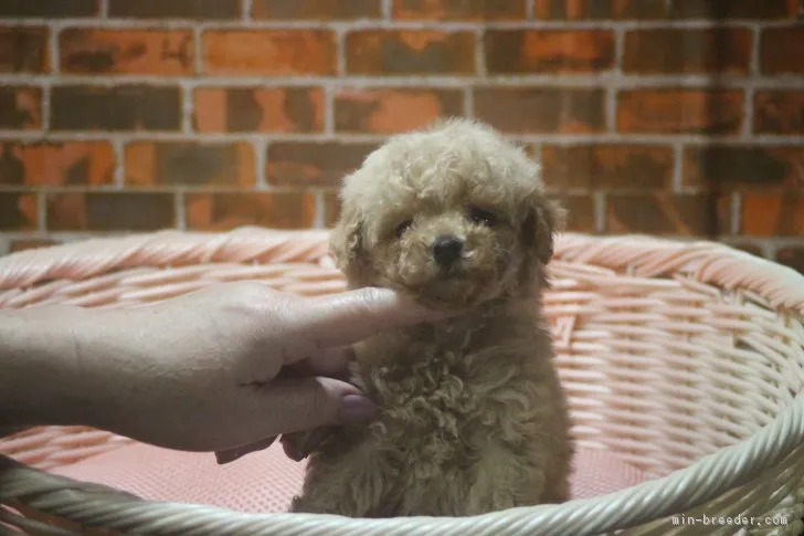 ID：1811-00604の子犬