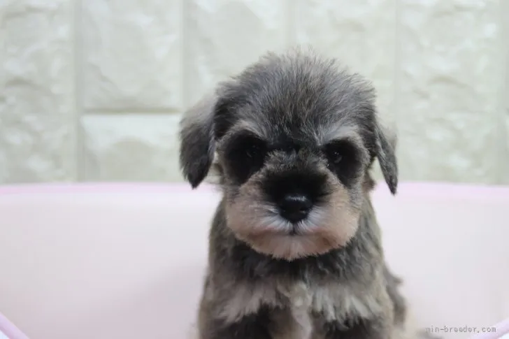 やっさん 様のお迎えした子犬
