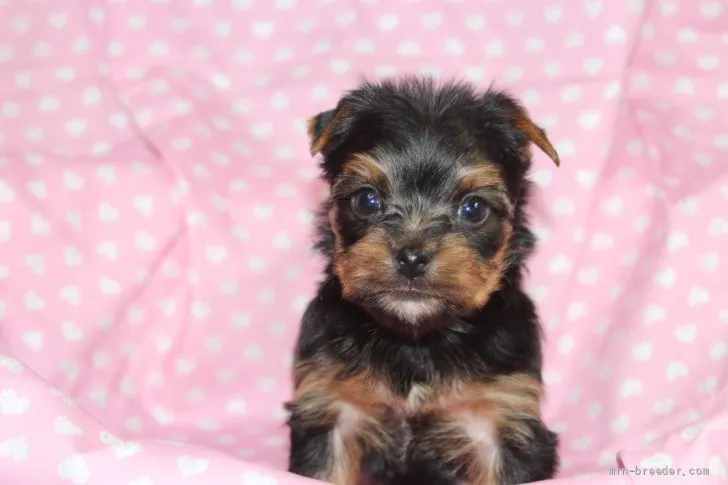 ID:2202-00193の子犬
