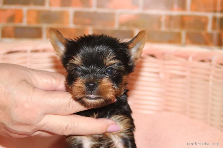 ID：1808-00211の子犬
