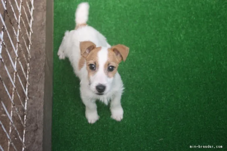 ID：1703-00861の子犬