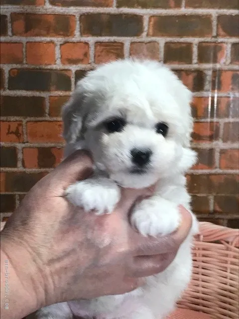 ID:2003-02397の子犬