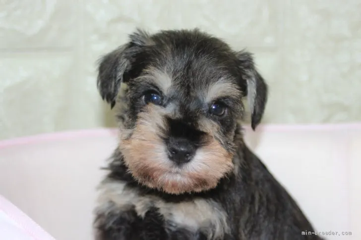 ID：2205-01434の子犬