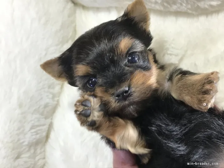 ID：2004-03883の子犬