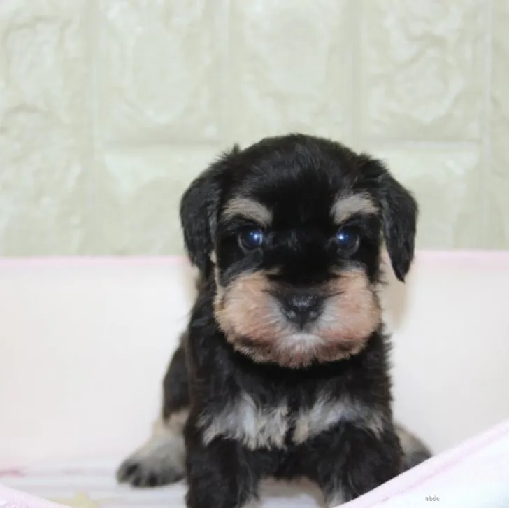 ID：2205-02882の子犬