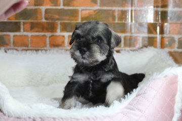 ミニチュアシュナウザー【和歌山県・男の子・2020年4月17日・ソルト&ペッパー】の写真「お父さんはjkcチャンピオン」