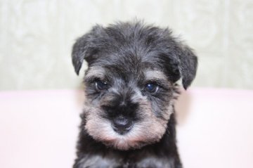 ミニチュアシュナウザー【和歌山県・女の子・2022年4月3日・ソルト&ペッパー】の写真「お父さんはjkcチャンピオン,両親遺伝子検クリアー」