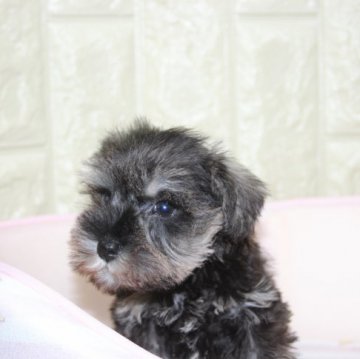 ミニチュアシュナウザー【和歌山県・女の子・2022年4月3日・ソルト&ペッパー】の写真「お父さんはjkcチャンピオン,両親遺伝子検クリアー」