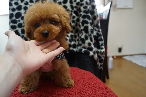 ID：1403-00319の子犬