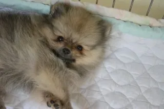 ID：1408-00759の子犬