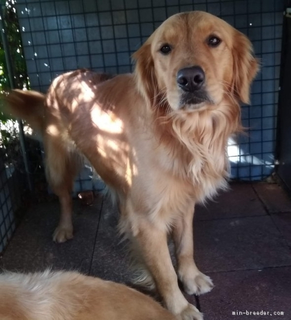 グンちゃんの甥っ子の　ふぅ太君。今回の子犬達のパパです。｜和田　健二(わだ　けんじ)ブリーダー(鹿児島県・ゴールデンレトリバーなど・JKC登録)の紹介写真2