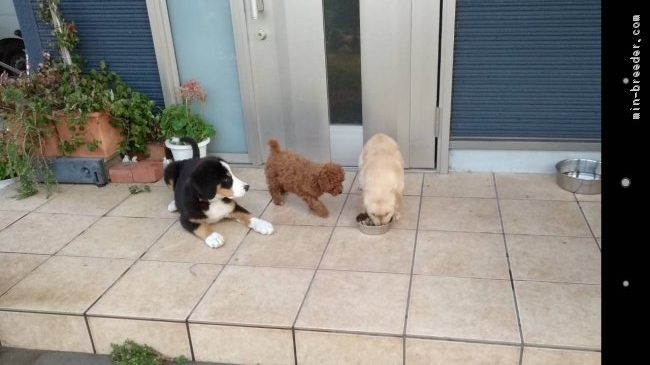 みんな仲良し(*^^*)｜和田　健二(わだ　けんじ)ブリーダー(鹿児島県・ゴールデンレトリバーなど・JKC登録)の紹介写真3