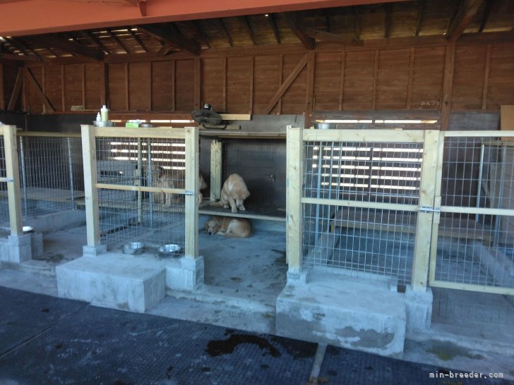 和田　健二(わだ　けんじ)ブリーダー(鹿児島県・ゴールデンレトリバーなど・JKC登録)の紹介写真5