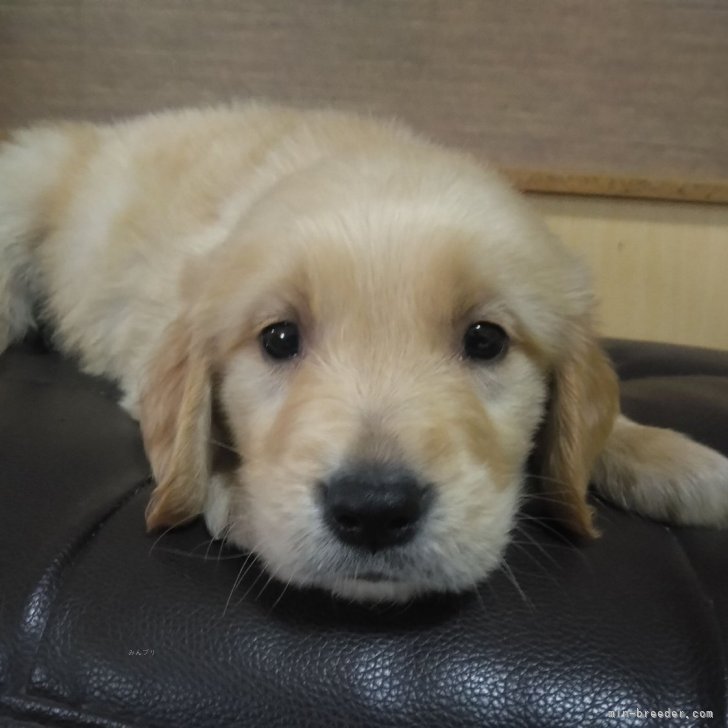 ブリーダー画像