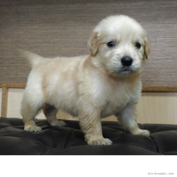 ブリーダー画像