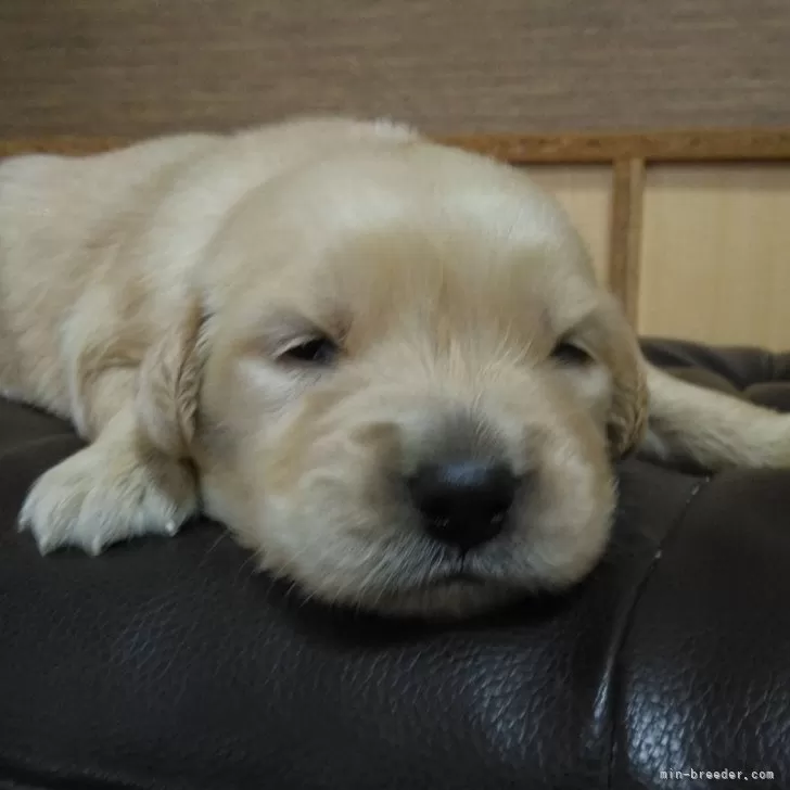 ID：2511-00427の子犬