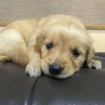 ゴールデンレトリバー【鹿児島県・女の子・2025年4月22日・ゴールド】の写真「スクスク成長中」