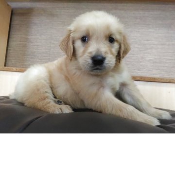 ゴールデンレトリバー【鹿児島県・男の子・2025年10月16日・ゴールド】の写真「若い母親の母乳でスクスク成長中」