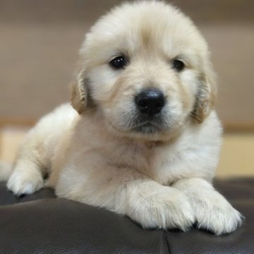ゴールデンレトリバー【鹿児島県・男の子・2025年4月29日・ゴールド。】の写真「スクスク成長中」