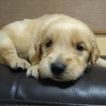 ゴールデンレトリバー【鹿児島県・男の子・2025年10月16日・ゴールド】の写真「若い母親の母乳でスクスク成長中」