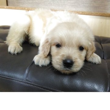 ゴールデンレトリバー【鹿児島県・男の子・2025年10月16日・ゴールド。】の写真「若い母親の母乳でスクスク成長中」