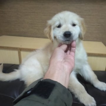 ゴールデンレトリバー【鹿児島県・男の子・2024年12月27日・ややクリーム】の写真「問題なく元気に成長中　ややクリーム」