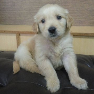 ゴールデンレトリバー【鹿児島県・男の子・2025年10月16日・ゴールド】の写真「若い母親の母乳でスクスク成長中」