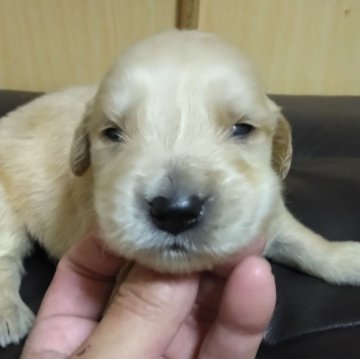 ゴールデンレトリバー【鹿児島県・男の子・2025年10月16日・ゴールド】の写真「若い母親の母乳でスクスク成長中」