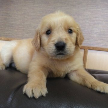 ゴールデンレトリバー【鹿児島県・男の子・2025年10月16日・ゴールド。】の写真「若い母親の母乳でスクスク成長中」