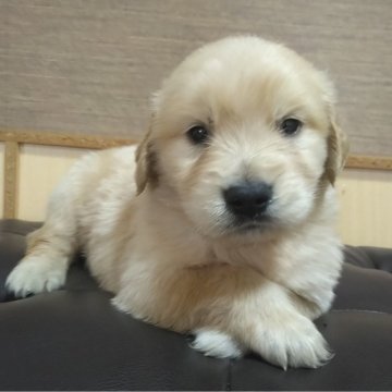 ゴールデンレトリバー【鹿児島県・女の子・2025年4月29日・ゴールド】の写真「スクスク成長中」