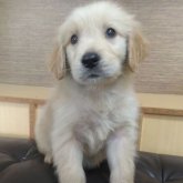 ゴールデンレトリバー